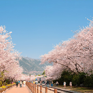 首爾出發| 2026年韓國鎮海櫻花節一日遊(鎮海軍港節)