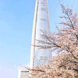 首爾出發| 2026首爾浪漫追櫻 & 賞春花一日遊