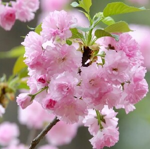 2026年韓國首爾八重櫻花一日遊