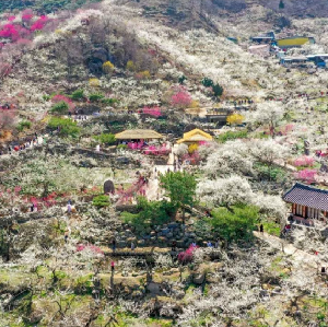 首爾出發| 韓國光陽梅花慶典+全州韓屋村一日遊
