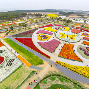 首爾出發| 2026泰安鬱金香節 + 鮮採草莓一日遊