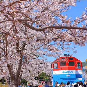 釜山出發| 2026年韓國鎮海櫻花節一日遊(鎮海軍港節)