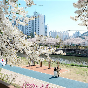 釜山出發| 2026Blueline Park天空膠囊+隨機追櫻&春花一日遊