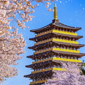 釜山出發| 2026韓國慶州櫻花一日遊