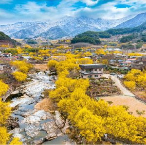 首爾出發| 韓國光陽梅花節+求禮山茱萸慶典