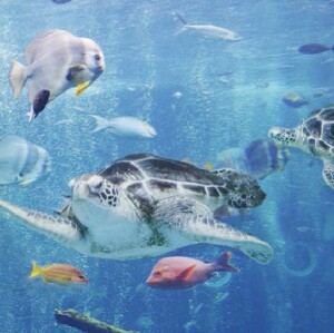 箱根園水族館門票