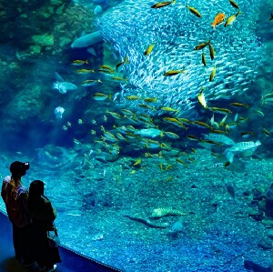 新江之島水族館門票