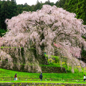 日本櫻花季限定-大阪壺阪寺&又兵衛櫻&奈良公園&春日大社&朝護孫子寺一日遊