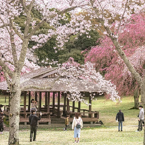 2026早春櫻花限定-河津櫻櫻花祭&草莓采摘&修善寺溫泉一日遊