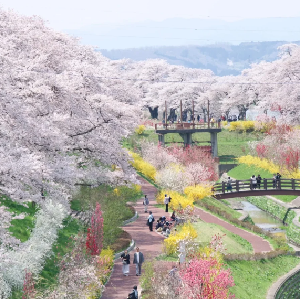 日本櫻花季限定-雨引觀音千本櫻&日立櫻花祭&海景日落一日遊