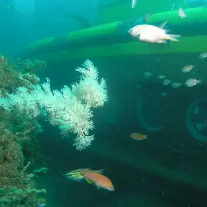 濟州島牛島潛水艇體驗