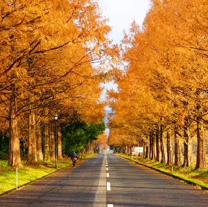 【限定買一送一】大阪出發：雞足寺紅葉秘境&琵琶湖白鬚神社&牧野杉木道一日遊（含雞足寺門票）图片