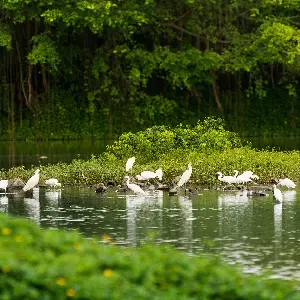 Bird Paradise