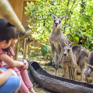 萬態野生動物世界