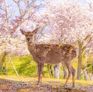 奈良公園