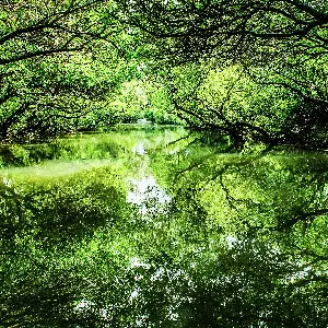四草綠色隧道