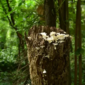 嘉義公園