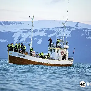 Salka Whale Watching