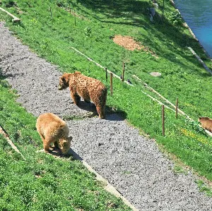 伯爾尼熊公園