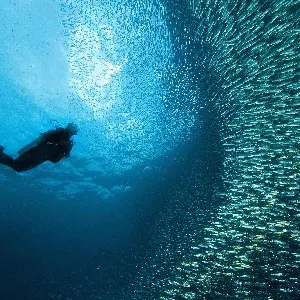 Snorkeling or Scuba Diving in Cebu