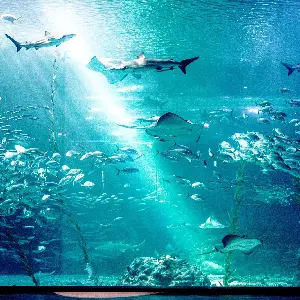 濟州島Aqua Planet水族館