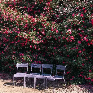 山茶花之丘
