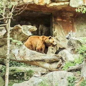 因斯布魯克高山動物園