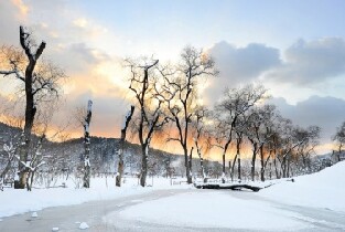 2025年韓國洪川大明維瓦爾第公園滑雪世界+南怡島一日遊(首爾出發)圖片
