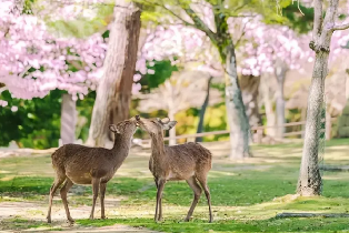 資訊圖片