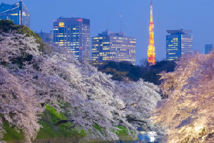 日本櫻花季限定-夜櫻流光・東京賞櫻探秘之旅圖片