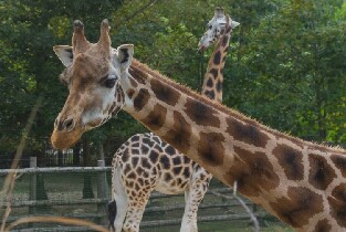 杭州動物園+少年兒童公園兩園通玩票