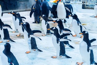 杭州長喬極地海洋公園門票