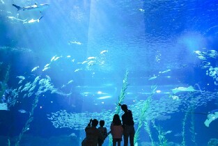 京畿道 一山韓華Aqua planet水族館（水上星球）