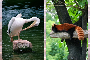 夏日避暑——廣州動物園（4A級風景區）圖片