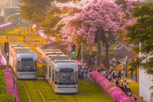 廣州海珠有軌電車1號線(廣州塔觀光列車)圖片