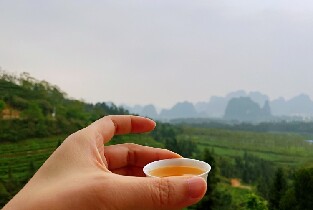 清遠英西峰林·T三有機茶園