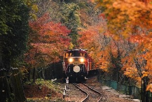 大阪出發：嵯峨野小火車賞楓之旅與導覽一日遊