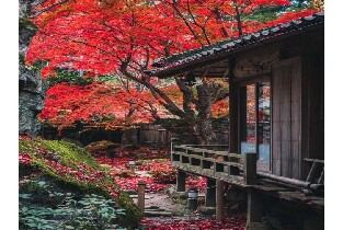 大阪出發 | 比叡山延歷寺&近江八幡&教林坊紅楓點燈一日遊（每日發團，4人成行）