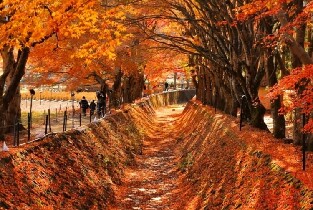 東京/新宿出發 | 富士山網紅打卡景點&河口湖四季美景（每日發團）