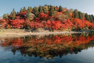 名古屋出發 | 小原四季櫻＆香嵐溪賞楓之旅（每日發團）