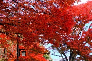大阪出發 | 秋楓佛像與吉野山賞楓採橘之旅