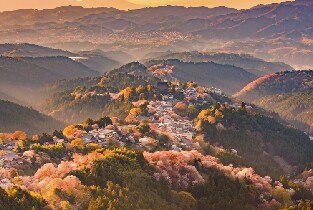 大阪出發 | 吉野山+坪坂寺賞楓採橘之旅圖片