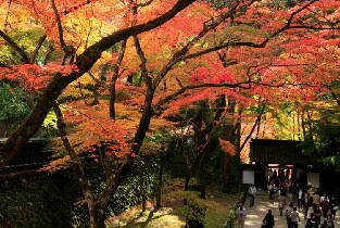 名古屋出發 | 虎溪山永保寺香嵐溪櫻花楓葉一日遊（每日發團，4人成行）圖片