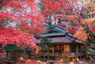 大阪出發 | 比叡山延歷寺&近江八幡&教林坊紅楓點燈一日遊（含教林坊紅楓點燈門票）（每日發團，4人成行）圖片