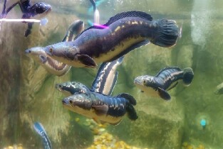 芭提雅怪物水族館