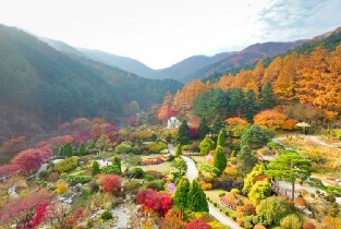 首爾出發 | 羊駝牧場 + 江村鐵道自行車 + 南怡島 + 樹木園夜燈一日遊