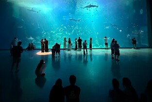 濟州島Aqua Planet韓華水族館
