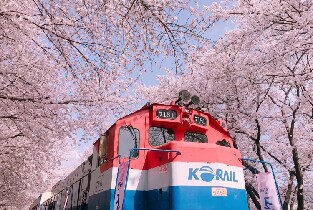 首爾出發| 2026年韓國鎮海櫻花節一日遊(鎮海軍港節)圖片
