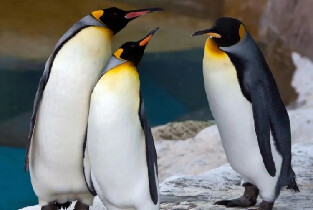 臺北市立動物園木柵動物園門票