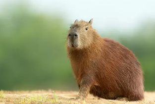 倫敦動物園門票